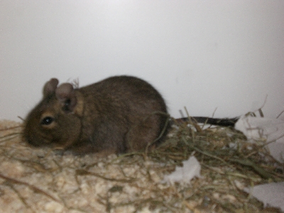 meine Degus